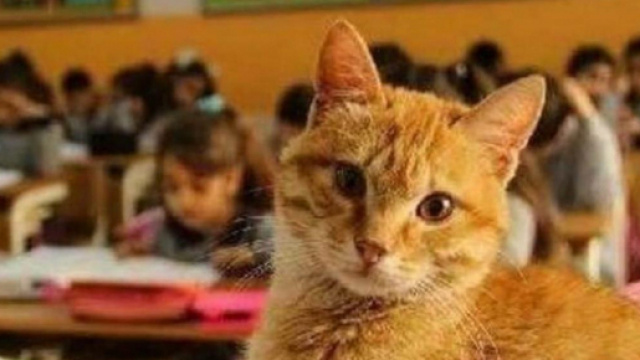 Gatto ucciso a bastonate dal bidello