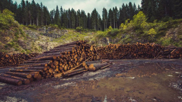 la d&eacute;forestation, un monstre qui a toujours faim