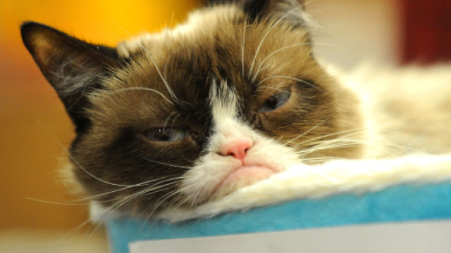 Usa, &egrave; morto Grumpy Cat: il gatto 'musone' pi&ugrave; famoso e ricco dei social network