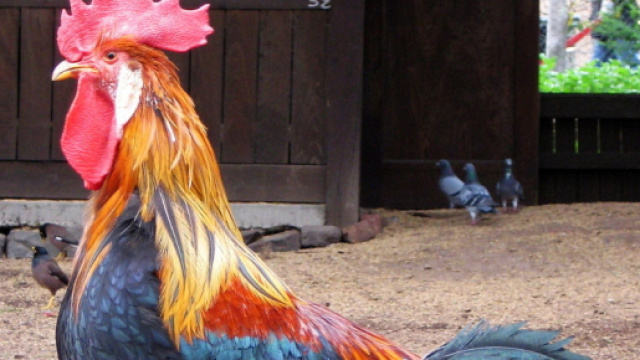 Maurice, le coq de l'&icirc;le d'Ol&eacute;ron risque sa t&ecirc;te le 6 juin devant la justice