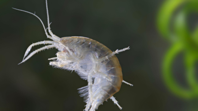 Cocaina nei gamberi di fiume | Drugs, Smuggling, Crack Cocaine - flipboard.com