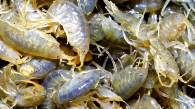 Tracce di cocaina nei gambretti inglesi