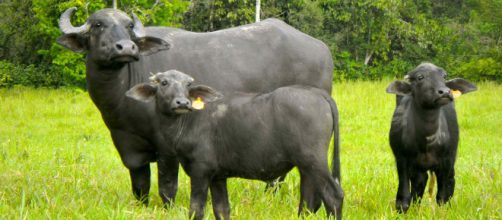 Una b&uacute;fala arriesga su vida por su cr&iacute;a