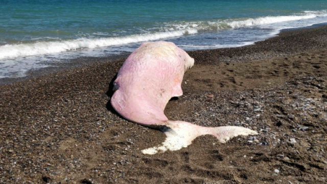 Capodoglio spiaggiato in Sicilia, molta plastica nel suo stomaco