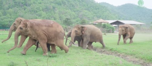 Botswana lifts elephant hunting ban. [Image Source: elephantnews/YouTube]