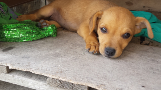 Lecce, non fa curare il cane malato di tumore: 10mila euro di multa al proprietario
