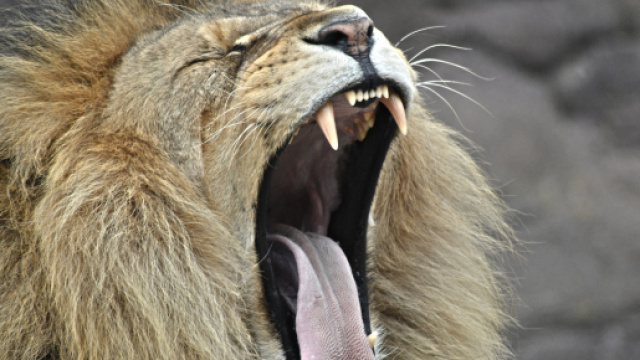 I 5 segni pi&ugrave; pigri dello zodiaco