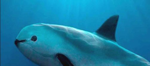 La desaparici&oacute;n de la vaquita marina significar&iacute;a que estamos ... - unam.mx