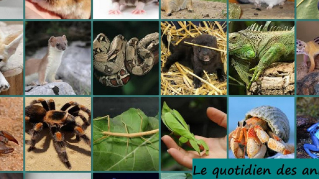 Les NAC : Nouveaux animaux de compagnie -