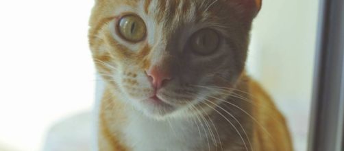 Lanna, gata y musa, muy consciente de ambas