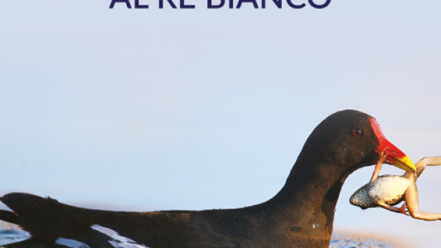 Il nuovo romanzo di Simone Giusti: "Scacco matto al Re Bianco"