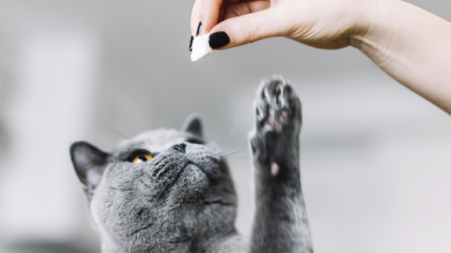 5 aliments interdits pour les chats - ohmymag.com