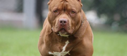 Molfetta, un pitbull aggredisce il suo cagnolino: 59enne spara e uccide il molosso