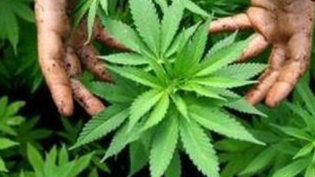 Cannabis light divieto vendita class action