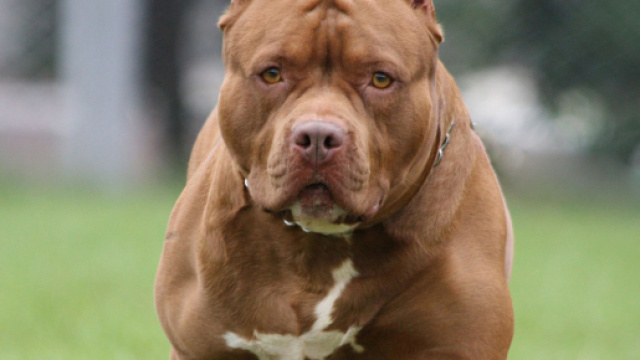 Molfetta, pitbull aggredisce il suo cagnolino: un 59enne spara e uccide il molosso.