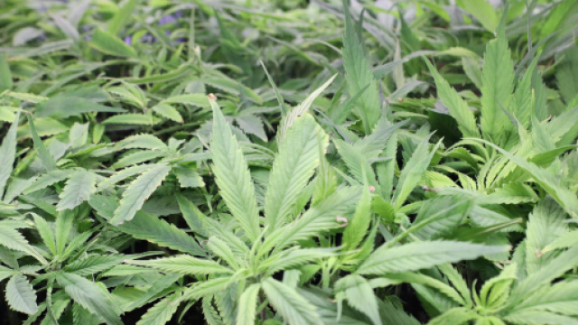 Sentenza Cassazione cannabis light, &egrave; reato venderne derivati