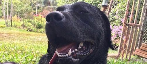 C&atilde;o esteve em Brumadinho. (Divulga&ccedil;&atilde;o/ CBMSC)