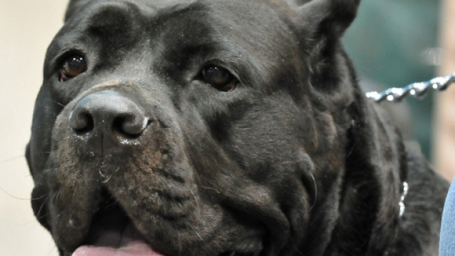 Savona, morto Giampaolo Rebella, il 55enne azzannato marted&igrave; scorso dal cane dei vicini