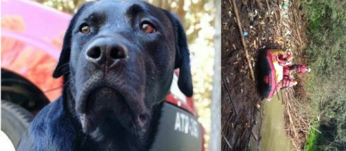 Bombeiros conseguiram encontrar o corpo do c&atilde;o Barney. (Reprodu&ccedil;&atilde;o/ Corpo de Bombeiros)