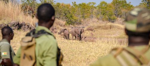 A British soldier was killed by an elephant during anti-poaching efforts. [Image Bumihillsfoundation/Wikimedia Commons]