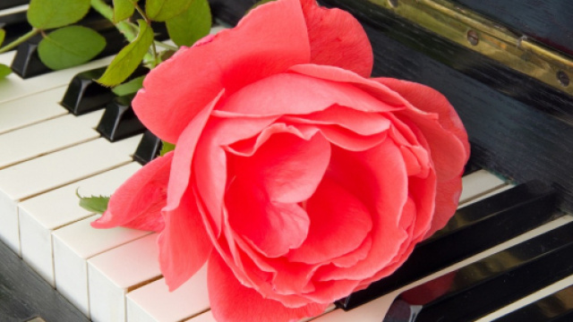 Musica ad un funerale: rosa poggiata su pianoforte
