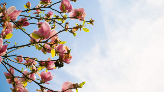 Oroscopo 16 maggio: miglioramenti per Gemelli e Ariete, Scorpione in rialzo