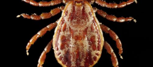 Extirpan una garrapata a un ni&ntilde;o de nueve a&ntilde;os de edad