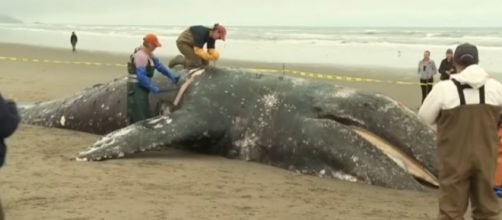 Grey Whale washed up at San Francisco's Ocean Beach likely struck by ship. [Image source/KPIX CBS SF Bay Area YouTube video]
