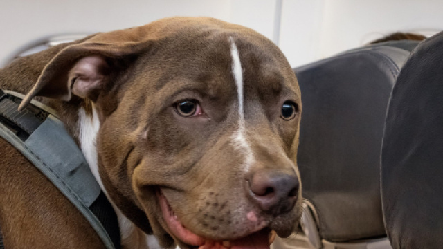 Caserta, donna 85enne aggredita da due pitbull: &egrave; gravissima