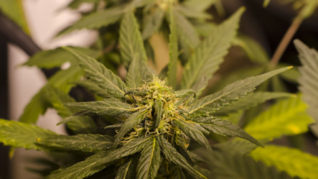 Chiusi tre negozi di cannabis legale nel marchigiano