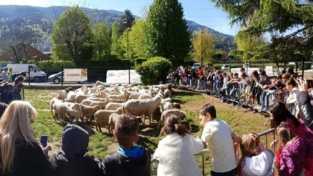 Francia, mancano alunni e il sindaco iscrive a scuola 15 pecore