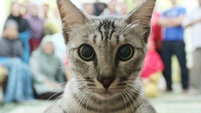 10 chats qui avaient d&eacute;cid&eacute; de faire rater une photo