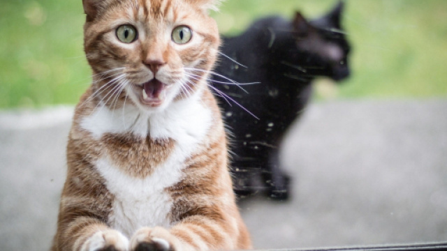 Ces chats qui aimeraient bien &ecirc;tre &agrave; l'int&eacute;rieur (credit photo MaximumWall)