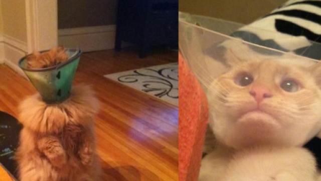 Chat avec une colerrette (credit photo Youtube)