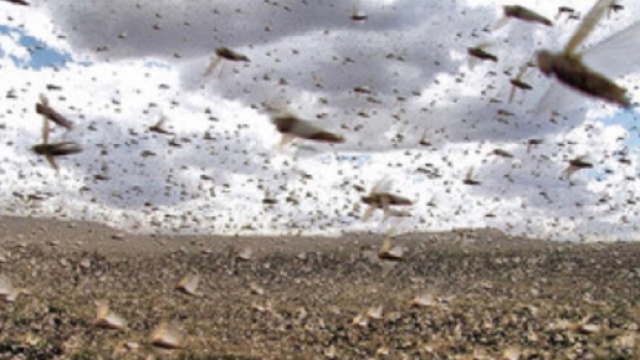 Sardegna, invasione di cavallette e campi distrutti: la piaga biblica che 'ritorna'