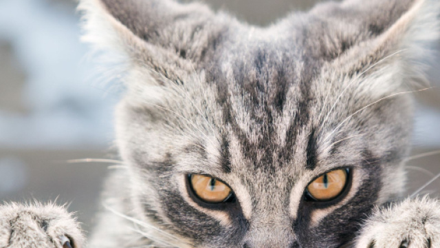 Six raisons &eacute;tay&eacute;es scientifiquement de d&eacute;tester les chats (ou de ... - lefigaro.fr