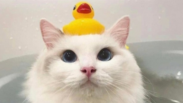 10 photos de chat compl&eacute;tement insolites