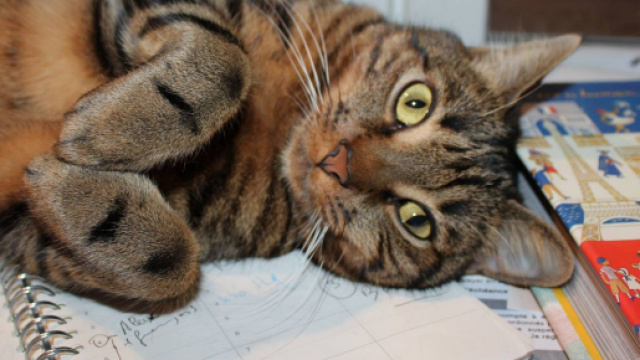 Ces chats qui attirent un peu trop l'attention