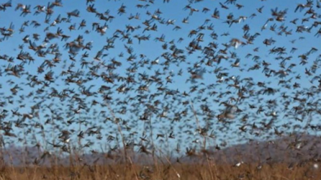 Emergenza in Sardegna per invasioni di cavallette, corvi e cornacchie.