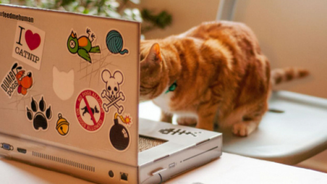 parfois les chats n'utilisent pas les cadeaux comme ils devraient