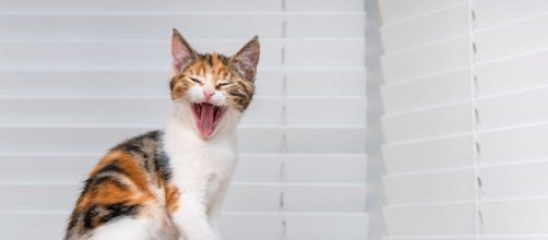 Conviver com os bichanos nos traz muitos benef&iacute;cios. (Arquivo Blasting News)