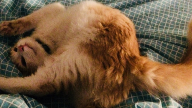 Ces chats un peu trop relax - Cr&eacute;dit photo Compte Twitter @anavdlb