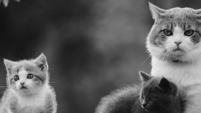 Fond d'&eacute;cran : 2048x1152 px, animaux, chat, famille, Monochrome ... - wallhere.com