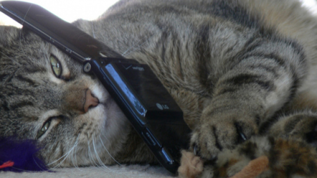 R&eacute;sultats de la recherche chat telephone - ecurie-des-sablons.com