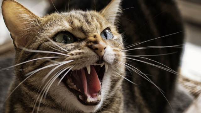 Un gatto ucciso e bruciato ad Aprilia.