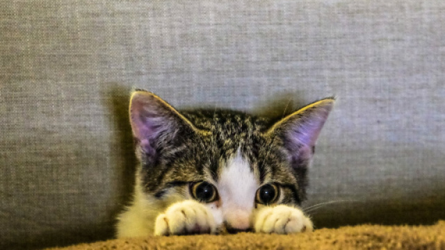 Vous avez un chat ? 20 signes avant coureurs qui indiquent qu'il ... - laliste.net