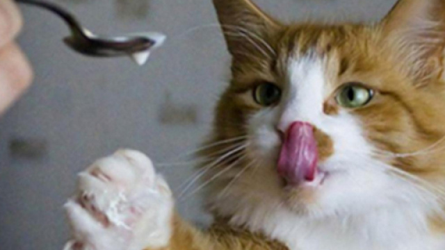 5 erreurs &agrave; ne pas faire avec votre chat - cr&eacute;dit photo Ohmymag