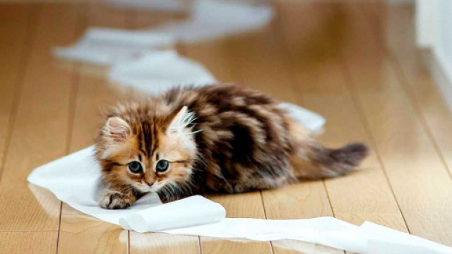 6 photos qui prouvent que les chats sont des diables (cr&eacute;dit photo Beaut&eacute; & Sant&eacute;)