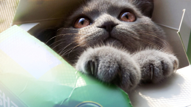 Fond d'&eacute;cran : chaton, bo&icirc;te, Chat cool, chat marrant, dr&ocirc;le ... - wallhere.com