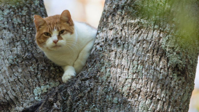 Mon chat fugue. Que faire ? - Doctissimo - doctissimo.fr